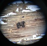 Grizzly_bear_through_spotting_scope_(16562777001).jpg