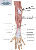 Ulnar pain.jpeg